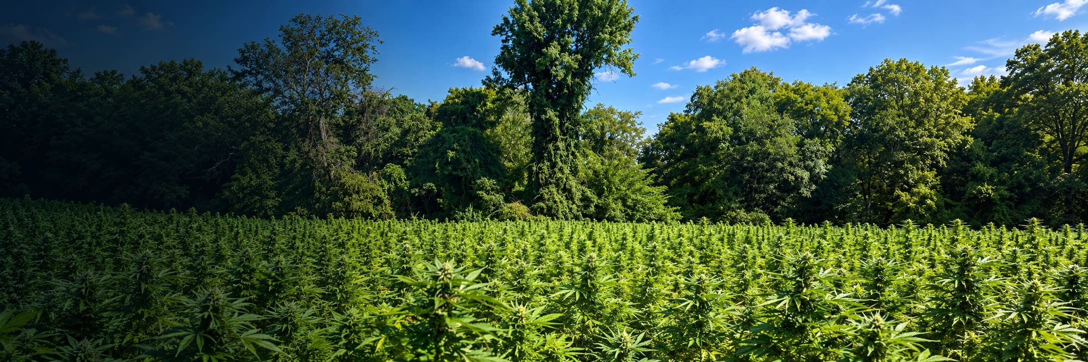 Rows of hemp growing at Lovewell Farms in Hope Valley, Rhode Island, with the farm building in the background