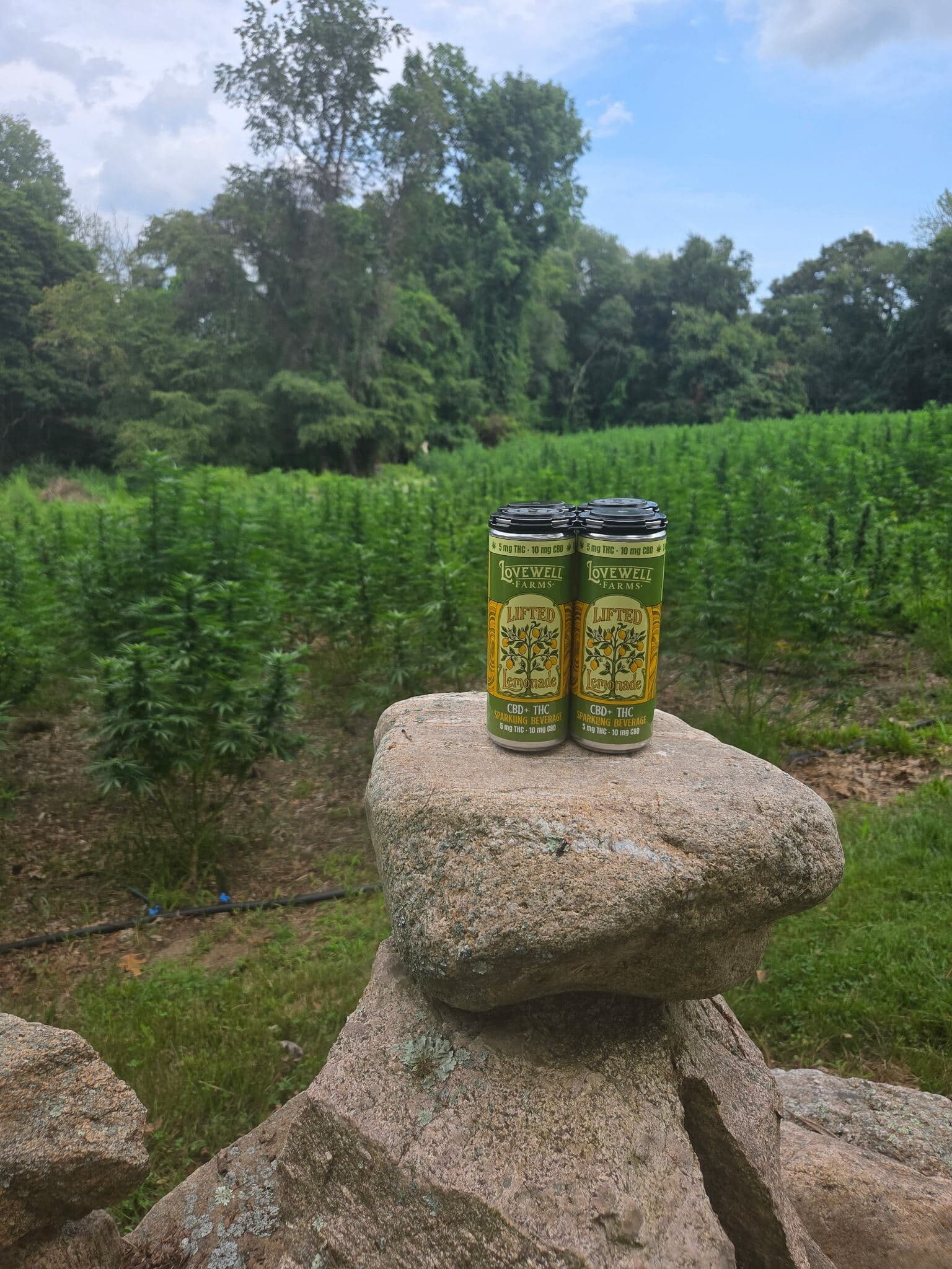 Two 12oz slim cans of Lovewell Farms Lifted Lemonade, a CBD and THC sparkling beverage, set on a rock at the edge of the hemp field, 5mg THC and 10mg CBD per can