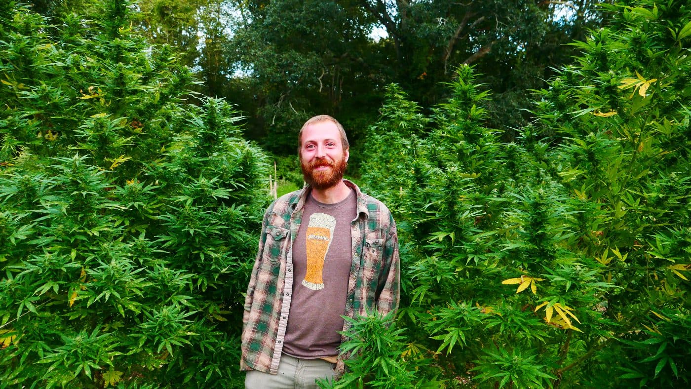 Man standing among tall hemp plants in a lush green field, promoting sustainable cannabis cultivation at Lovewell Farms.
