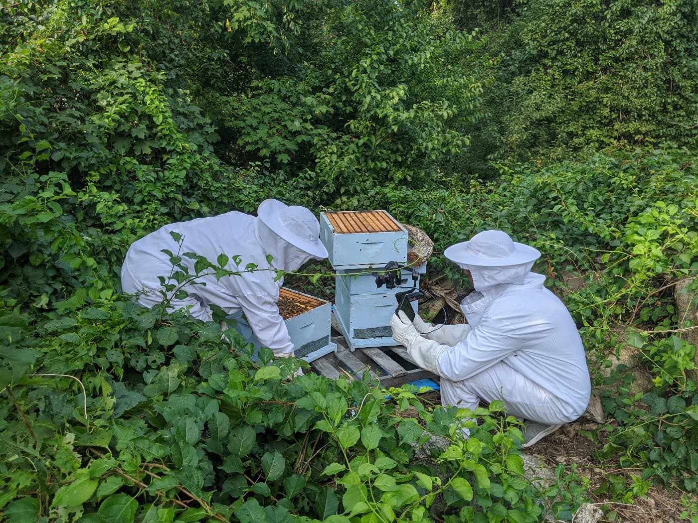 Photo for “Overcoming Tobacco Mosaic Virus”