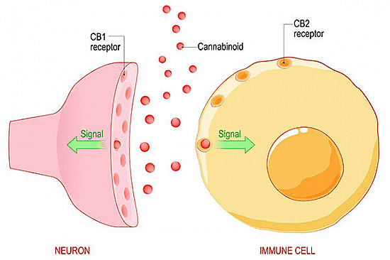 Photo for “How CBD Works in the Body: The Role of the Endocannabinoid System”