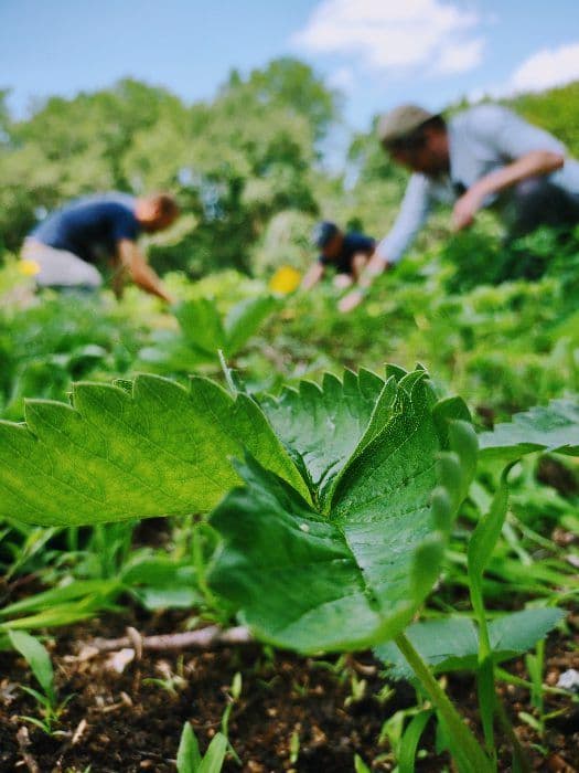 Lovewell Farms hemp field with workers hand-harvesting organic CBD hemp plants