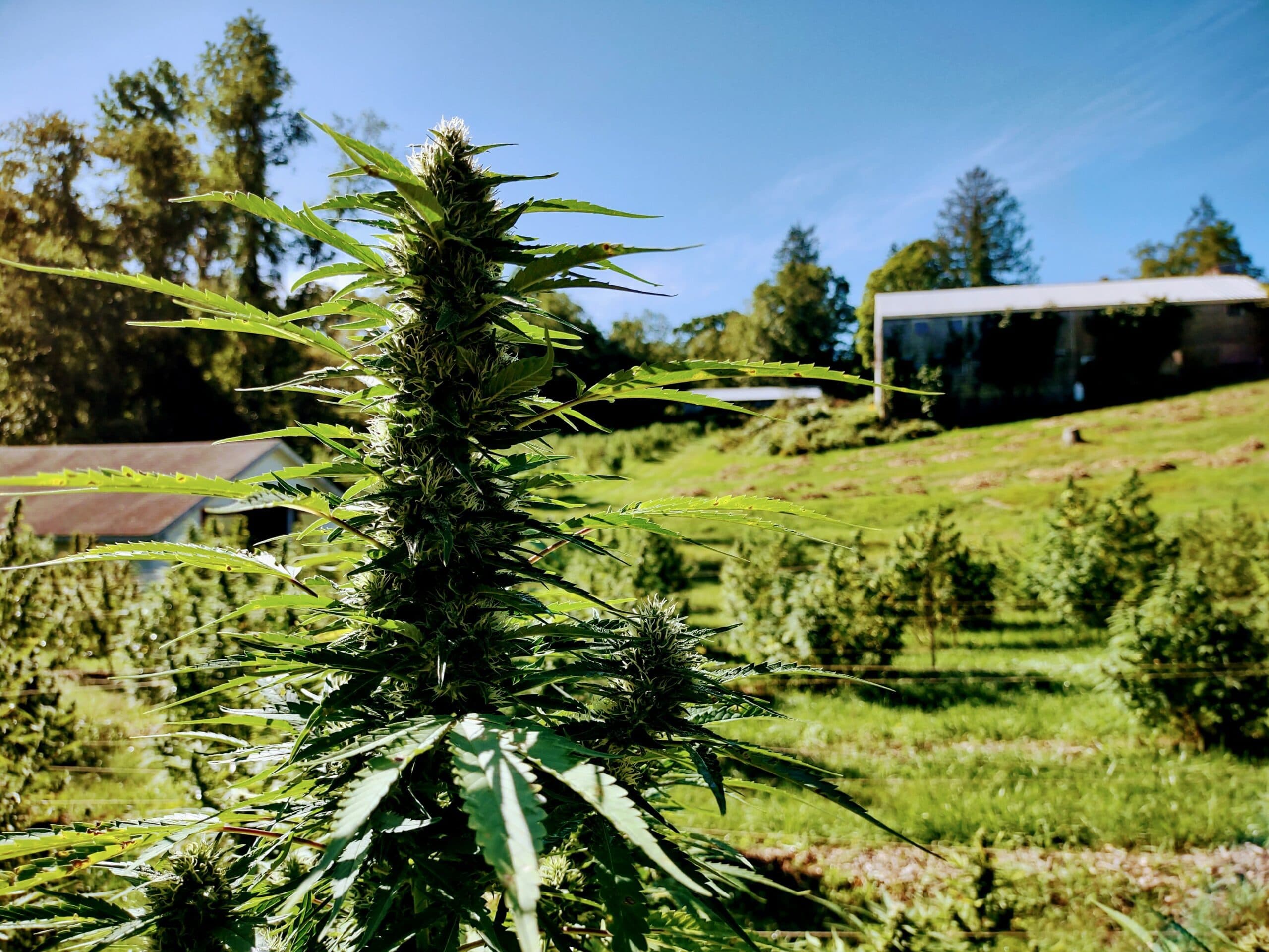 organic hemp flower