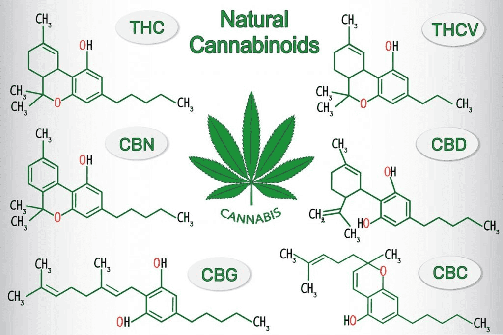 What Are Cannabinoids? Understanding CBD, CBG, CBC, and CBN
