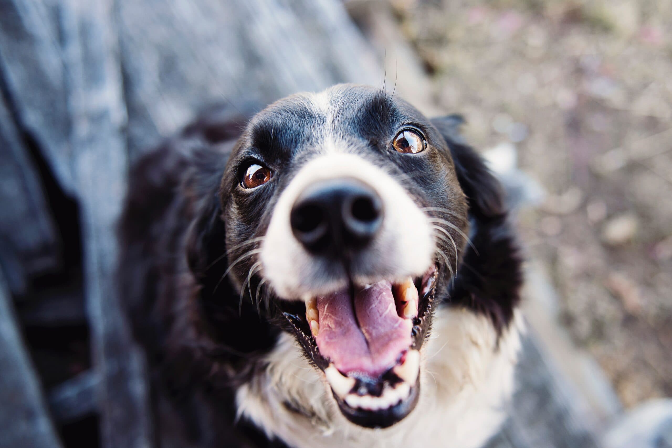 Best Pet Tinctures Boston