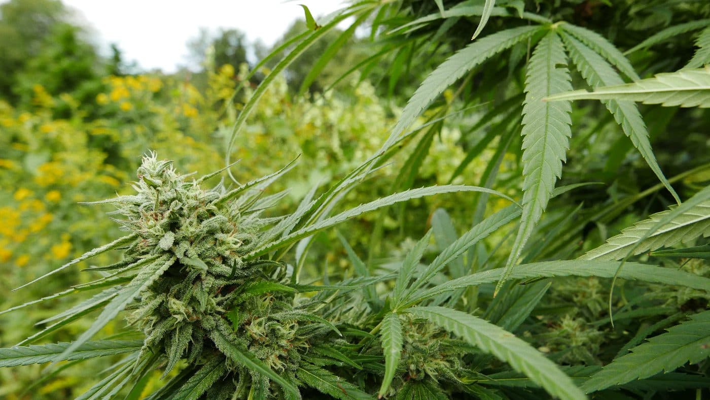 Photo for “Why It’s Hard to Find Organic CBD Hemp Flower”
