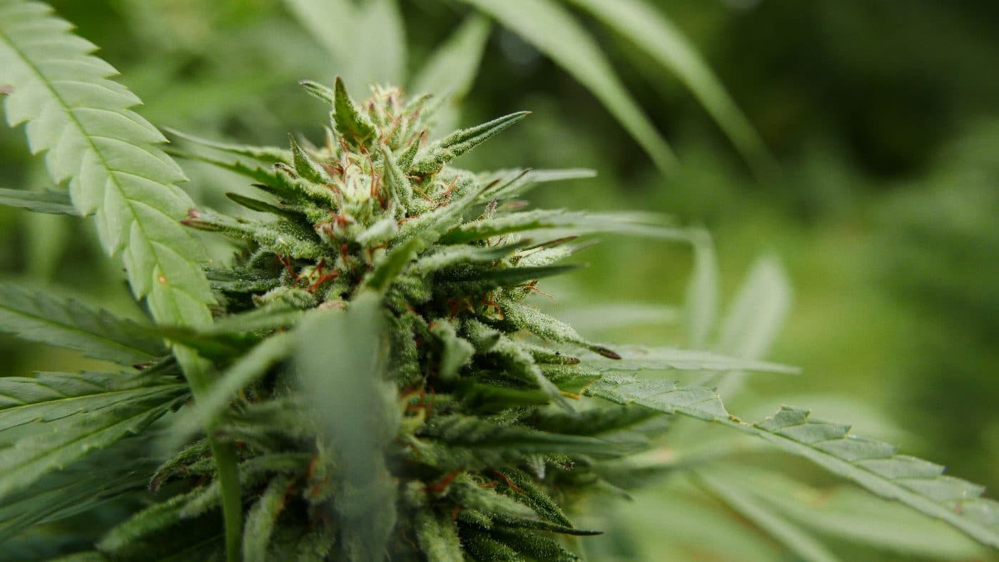 Photo from “Does CBD Make You Feel High? Here’s What to Know”