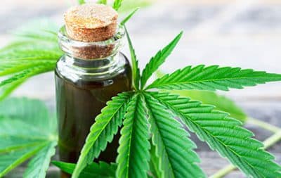 CBD Supplier