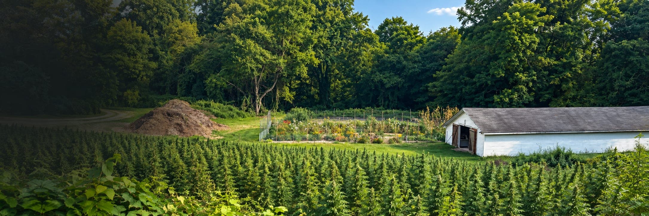 Hemp plants growing outdoors at Lovewell Farms in Hope Valley, Rhode Island